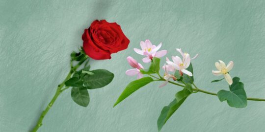 20 Facts About Roses & Honeysuckle, June’s Birth Flowers