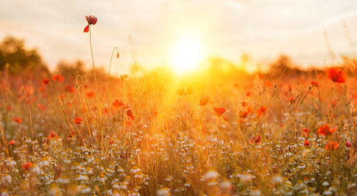 Small flowers in a field blooming in the summer sun