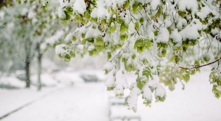 The leaves of a tree are dusted with snow