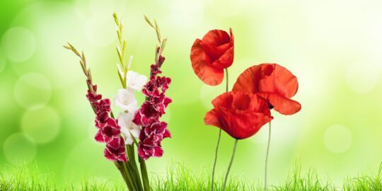 20 Facts About Gladioli & Poppies, August’s Birth Flowers