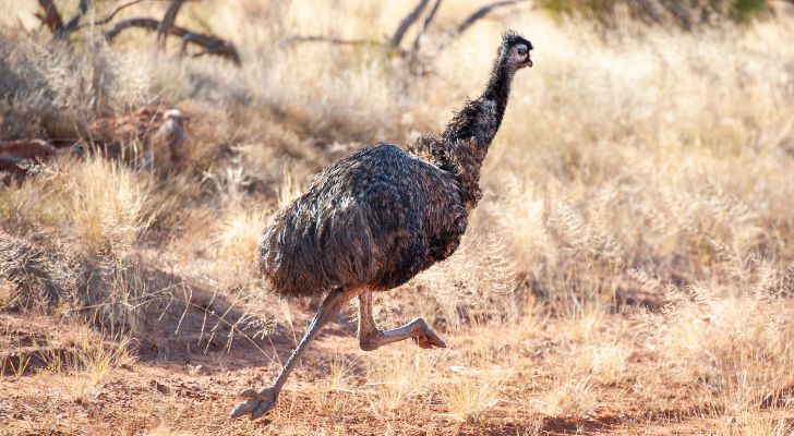 An emu running in the Australian outback