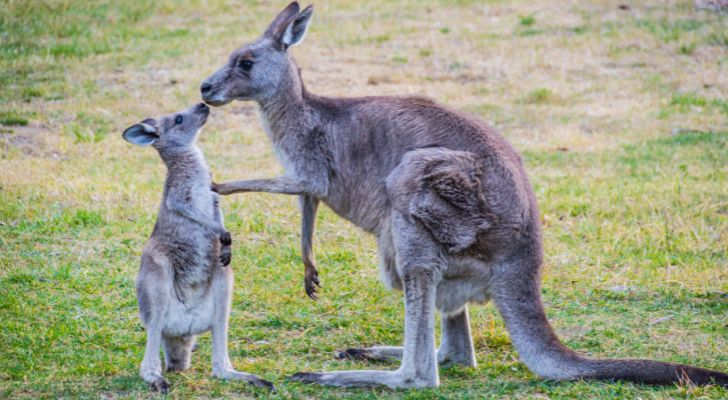 A kangaroo looking after its young offspring