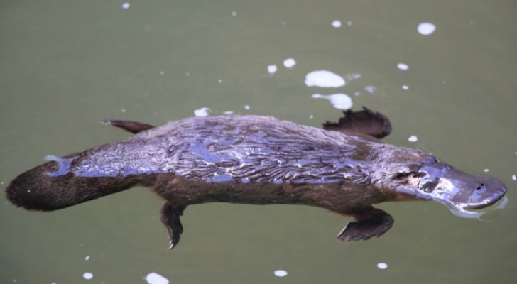 A platypus floating lazily in a river