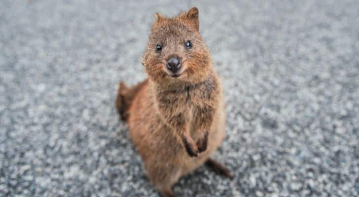 A quokka appearing to smile cutely