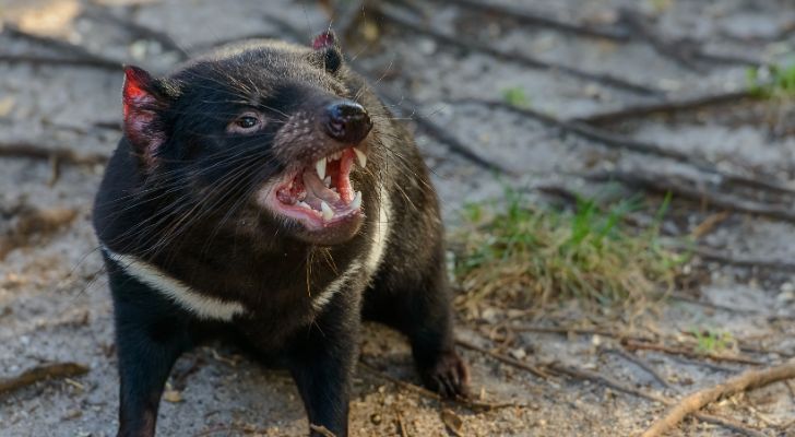 A Tasmanian devil baring its teeth in an aggressive manner