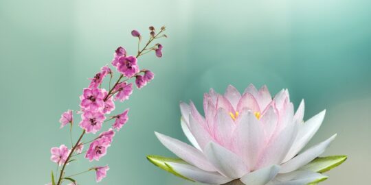 20 Facts About Larkspurs & Water Lilies, July’s Birth Flowers