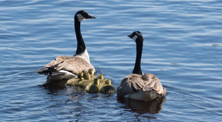 Two adult geese swimming with a group of chicks