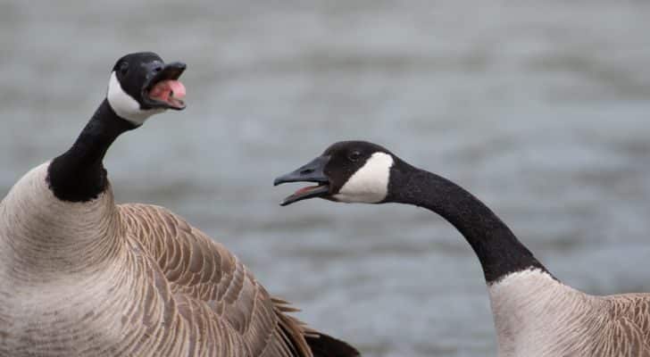 Two goose in a lake honking together