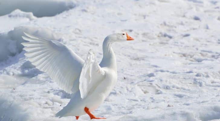 A Greater Snow Goose flapping its wings