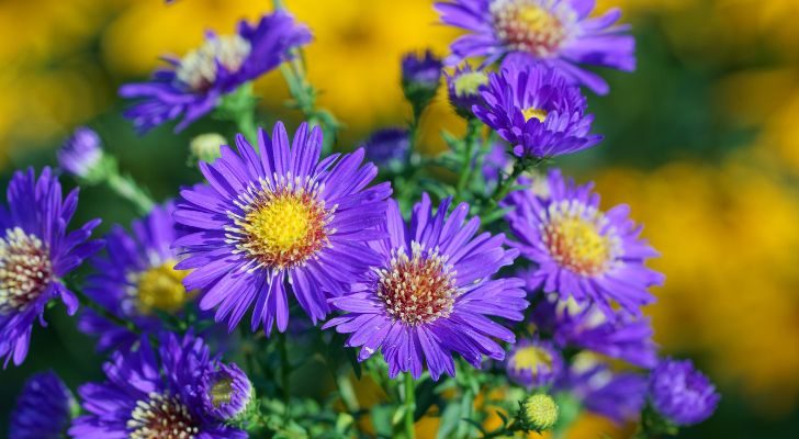 A collection of bright purple asters growing in a field