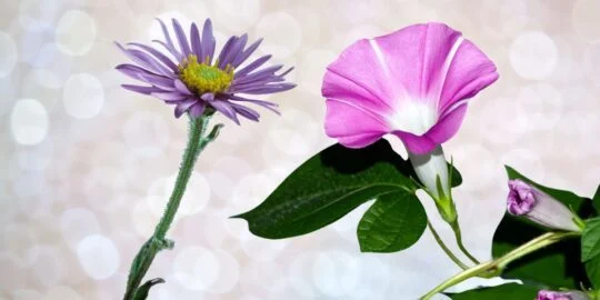 20 Facts About Asters & Morning Glories, September’s Birth Flowers