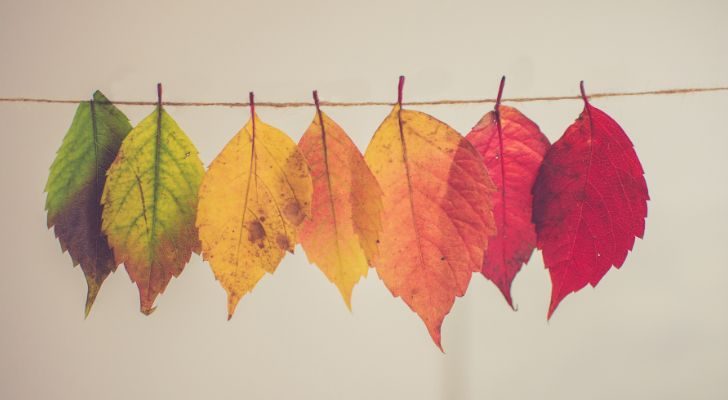 A selection of different colored leaves are hung on a piece of string