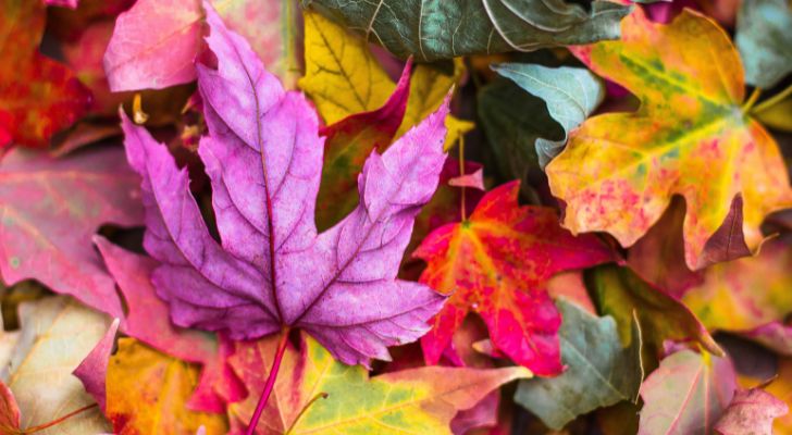 Various shades and colors of leaves are piled together on the ground