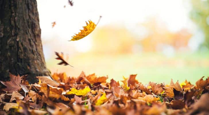 Yellow leaves falling from a tree and landing in pile on the ground