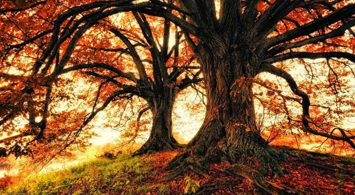 Orange autumnal leaves hanging off two large trees during fall