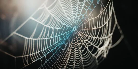 8 Surprising Facts About Spider Webs That You Didn’t Know