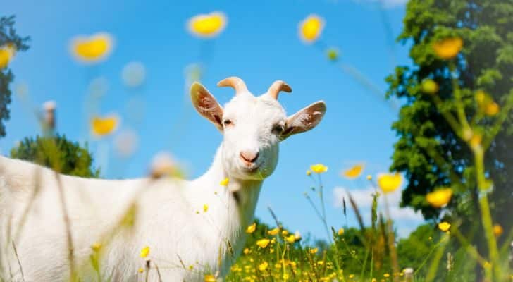 A white goat eating flowers in a verdant field