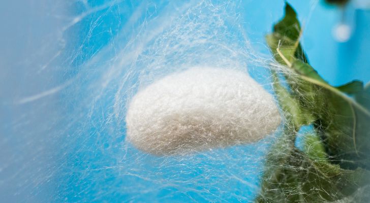 A silk cocoon suspended in the middle of a spider web