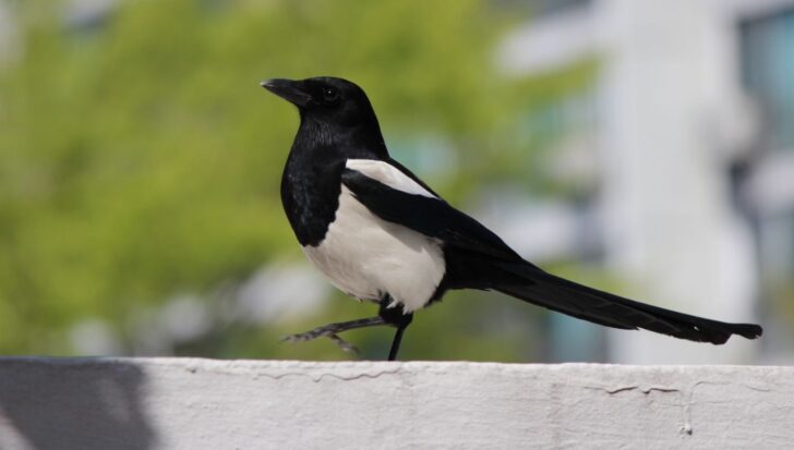 A black and white magpie standing on a concrete ledge.