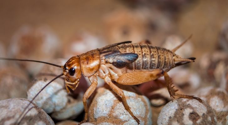 An orangish-brown cricket walking across some pebbles.