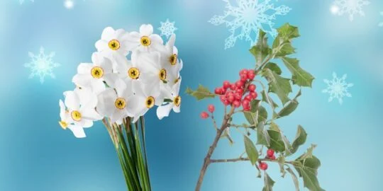 20 Facts About Narcissuses & Hollies, December’s Birth Flowers
