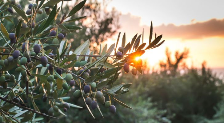 The sun shining through an olive branch amongst some olive trees