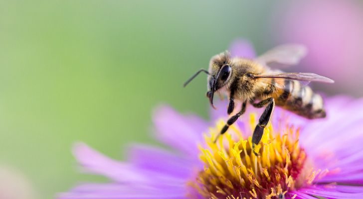 A bee landing on a bright purple and yellow flower