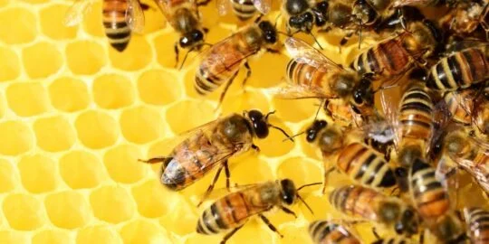 31 Buzzing Facts About Bees You Won’t Beelieve
