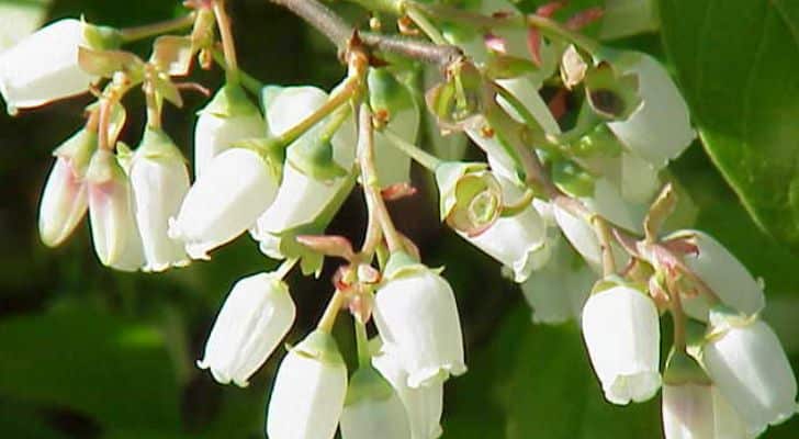 A flowering blueberry bush with white flowers