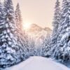 Snow-covered trees lining a path with mountains in the background and a low sun illuminating the scene
