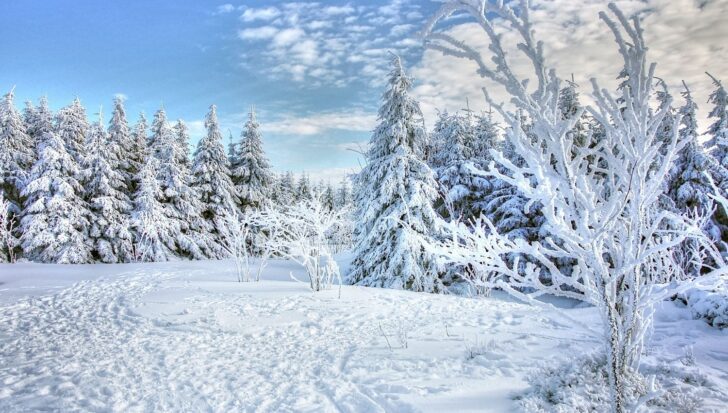 Snow-covered trees in a winter landscape under a blue sky