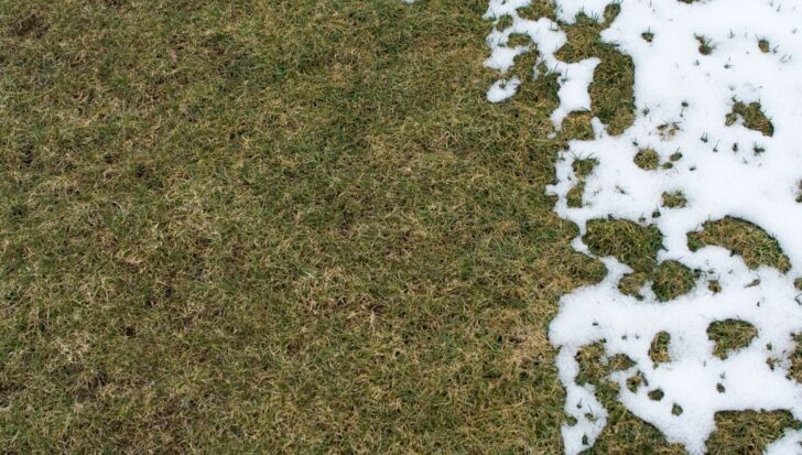 Grass partially covered with melting snow