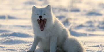 An Arctic fox sitting on snowy ground with its mouth open, possibly yawning or vocalizing