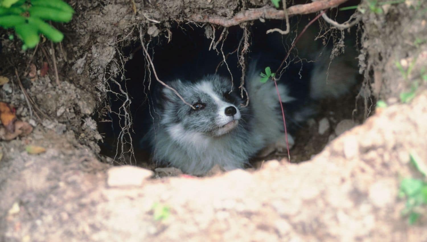 An Arctic fox peeking out from inside an ancient den surrounded by soil and roots