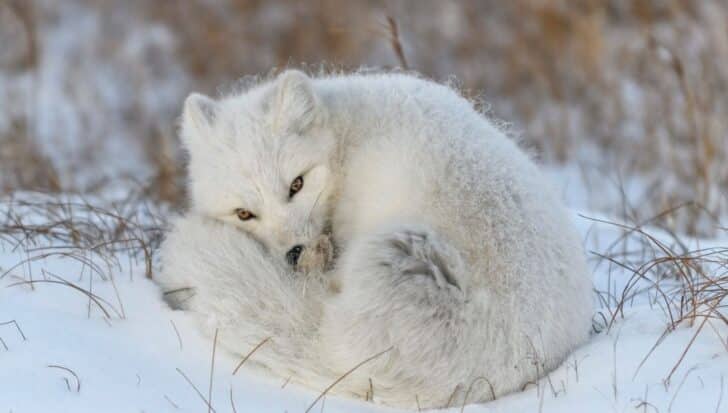 An arctic fox curled up in the snow with its fluffy tail wrapped around its body