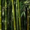 Close-up view of a dense bamboo forest with tall green bamboo stalks and leaves