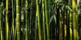 Close-up view of a dense bamboo forest with tall green bamboo stalks and leaves