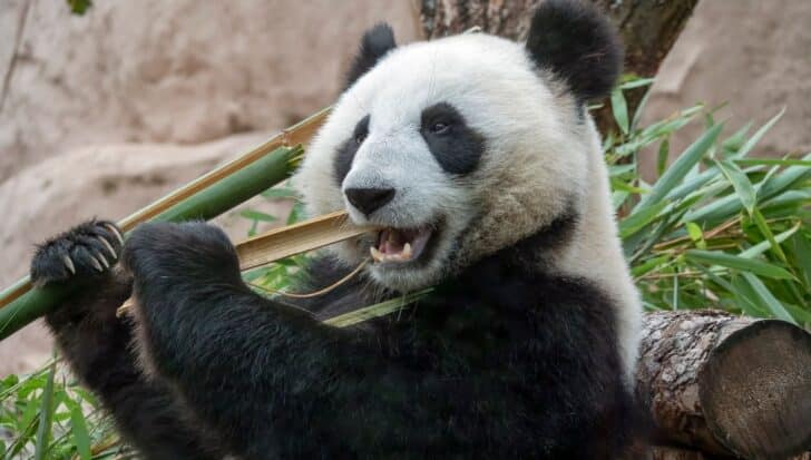 A giant panda chewing on bamboo stalks surrounded by green leaves and a tree trunk