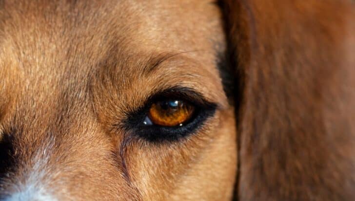 Close-up of a dog's eye with brown fur surrounding it