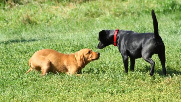 Two dogs interacting on grass, a brown dog crouching and a black dog standing with its tail up