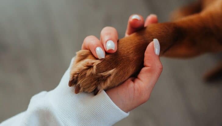 A close-up of a person holding a dog's paw gently