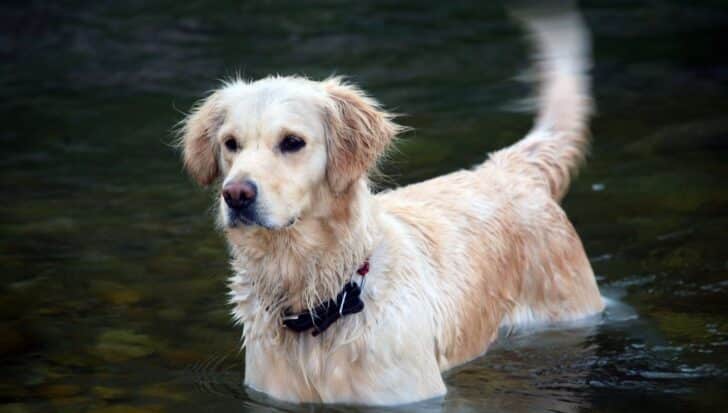 Golden retriever standing in shallow water with tail wagging