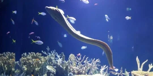 17 Weird Facts About Eels That Will Surprise You