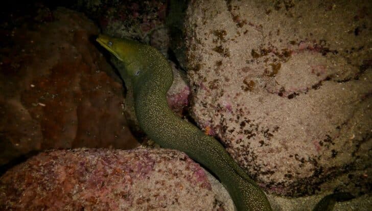 Eel nestled among rocks in a dark underwater environment