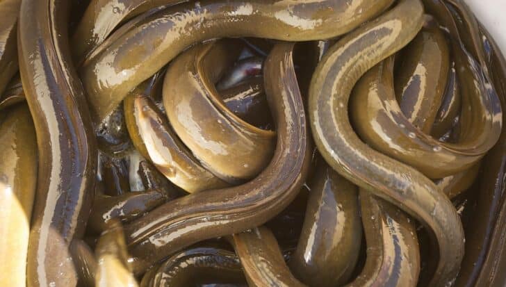 A group of eels with shiny, elongated bodies intertwined, highlighting their ability to survive outside of water