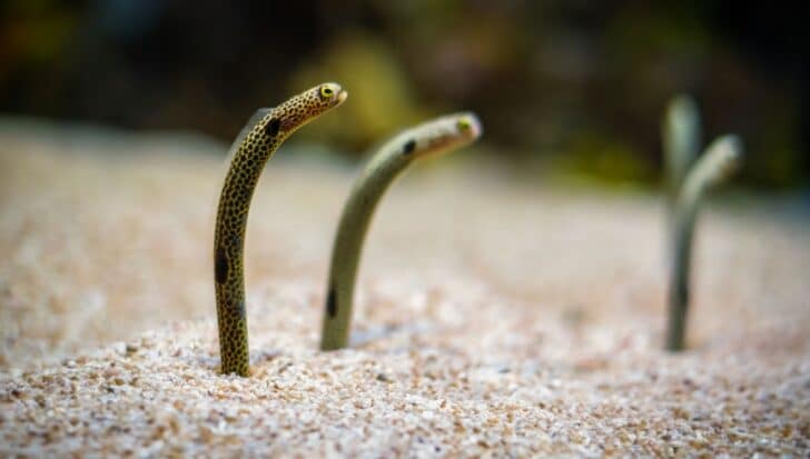 Hawaiian garden eels emerging from the sandy ocean floor, resembling seagrass with their slender bodies