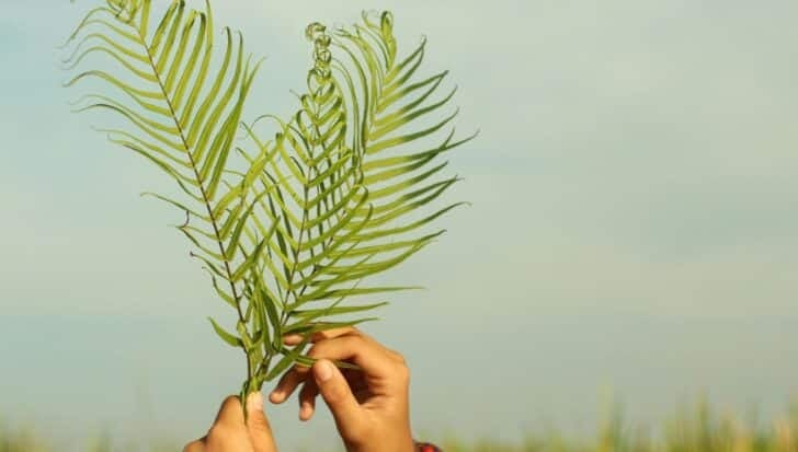 Hands holding fresh palm leaves against a clear sky, relating to Palm Sunday's tradition
