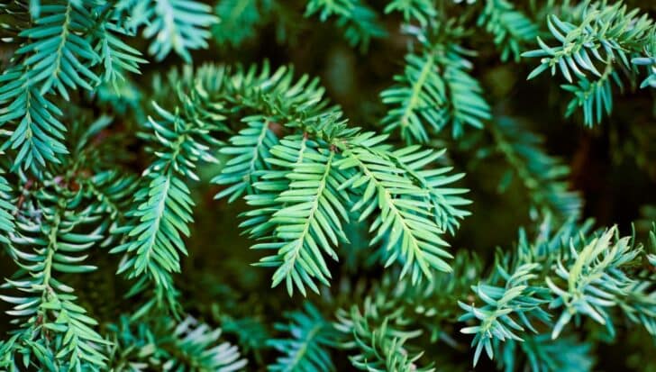Close-up of green yew tree branches, showcasing needle-like leaves mentioned in Irish traditions for Palm Sunday