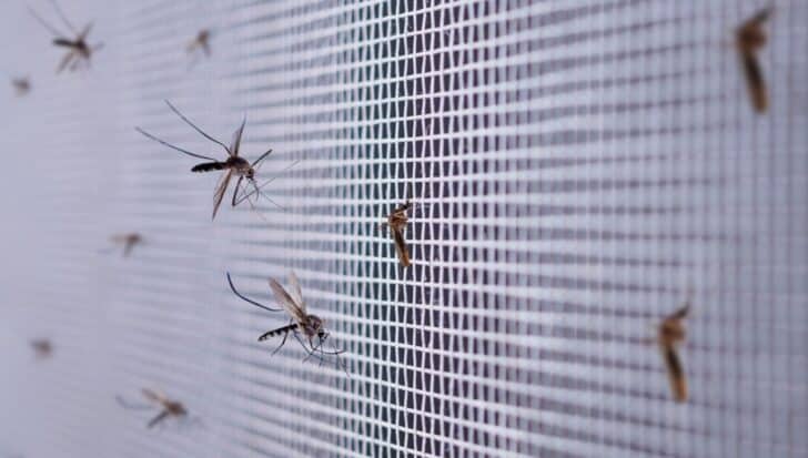 Mosquitoes resting on a mesh surface