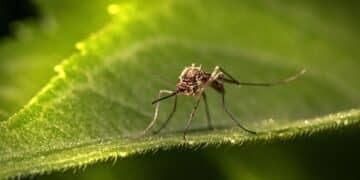 Close-up of a mosquito standing on a green leaf